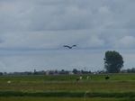 FZ020192 Marsh Harrier (Circus aeruginosus).jpg